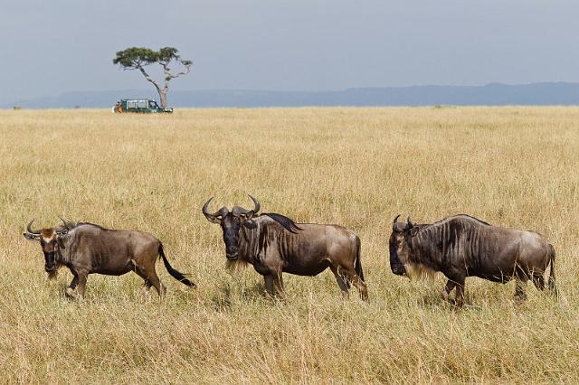 048 Kenia, Masai Mara, gnoes.jpg